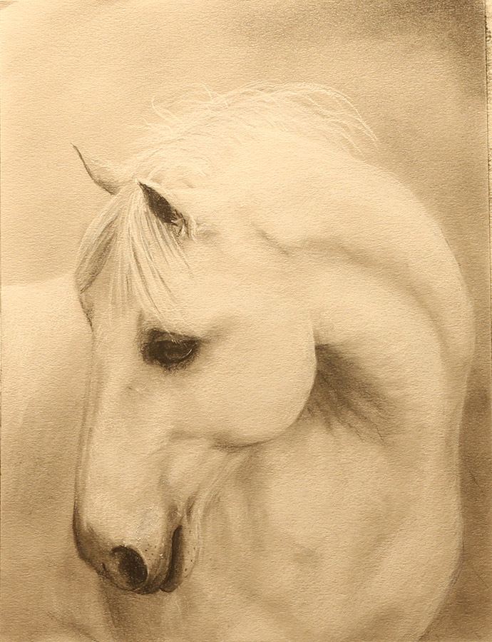 'White Stallion' by Tricia Migdoll